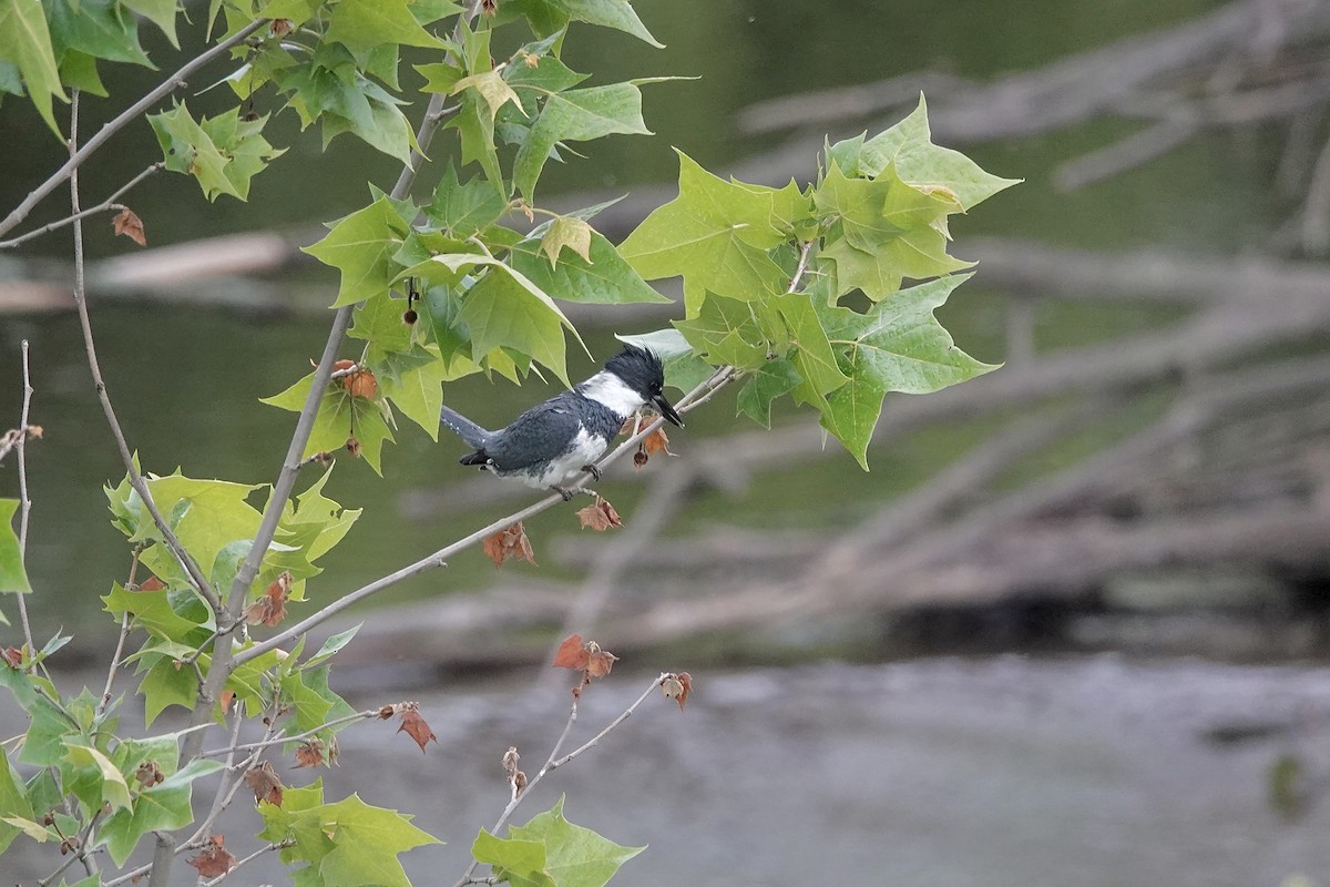 Belted Kingfisher - ML620185198