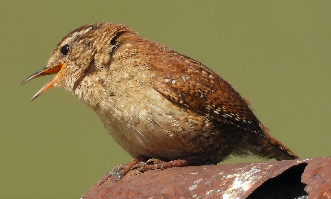 Eurasian Wren (Shetland) - ML620185205