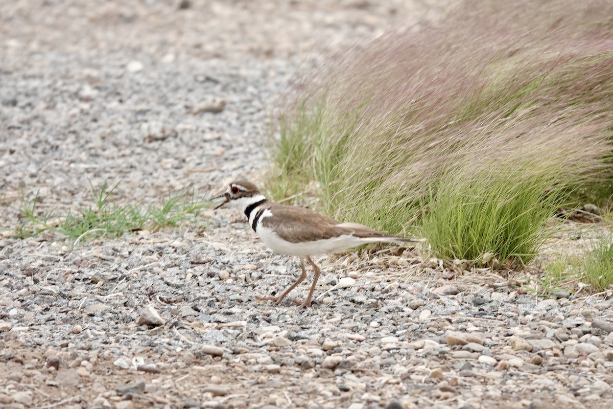 Killdeer - ML620185206