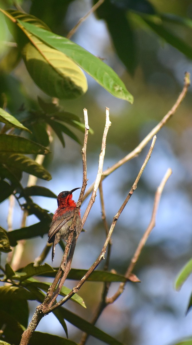 Crimson Sunbird - ML620185209