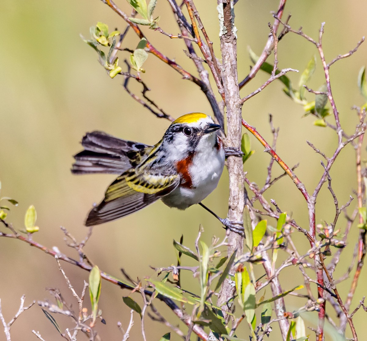 Chestnut-sided Warbler - Mike Murphy