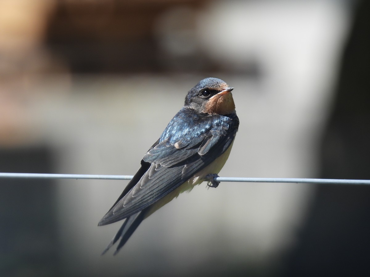 Barn Swallow - ML620185219