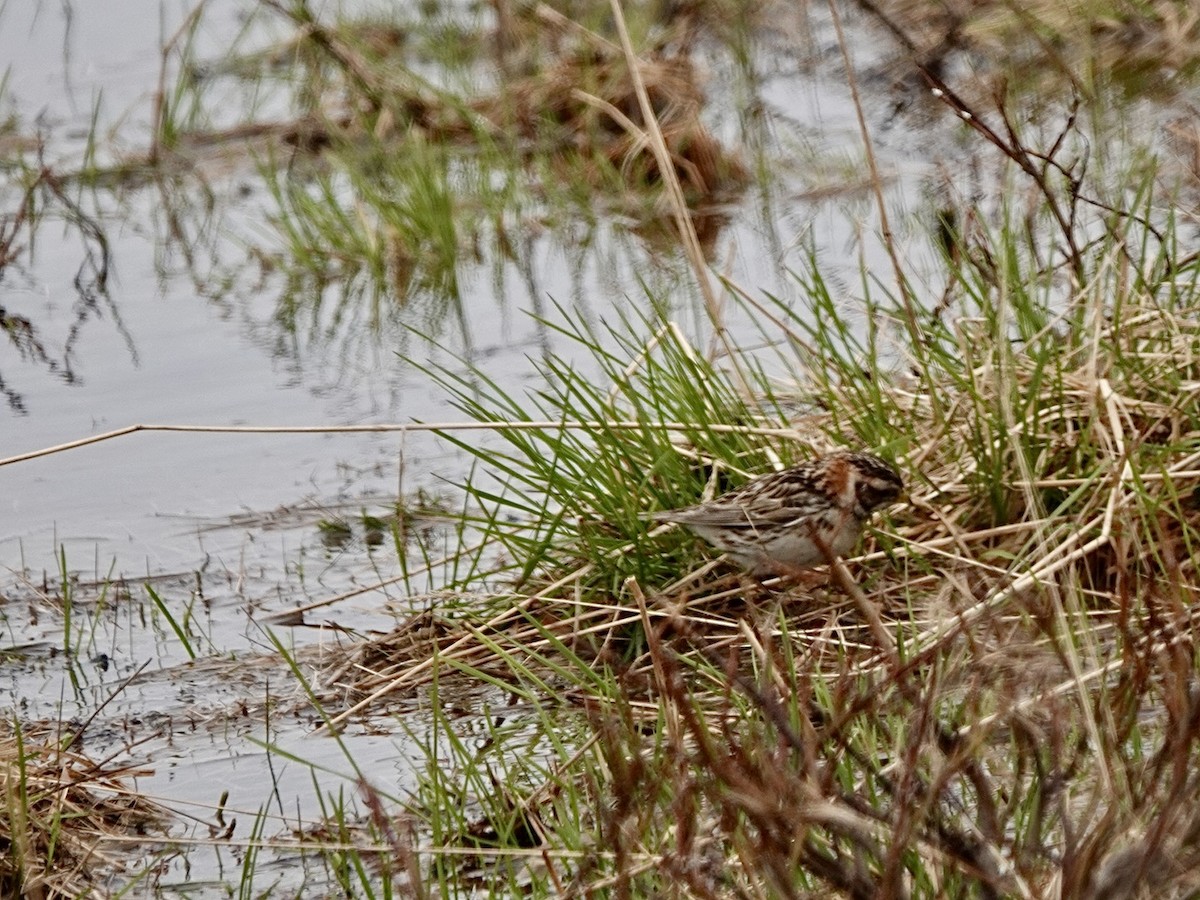 Lapland Longspur - ML620185222