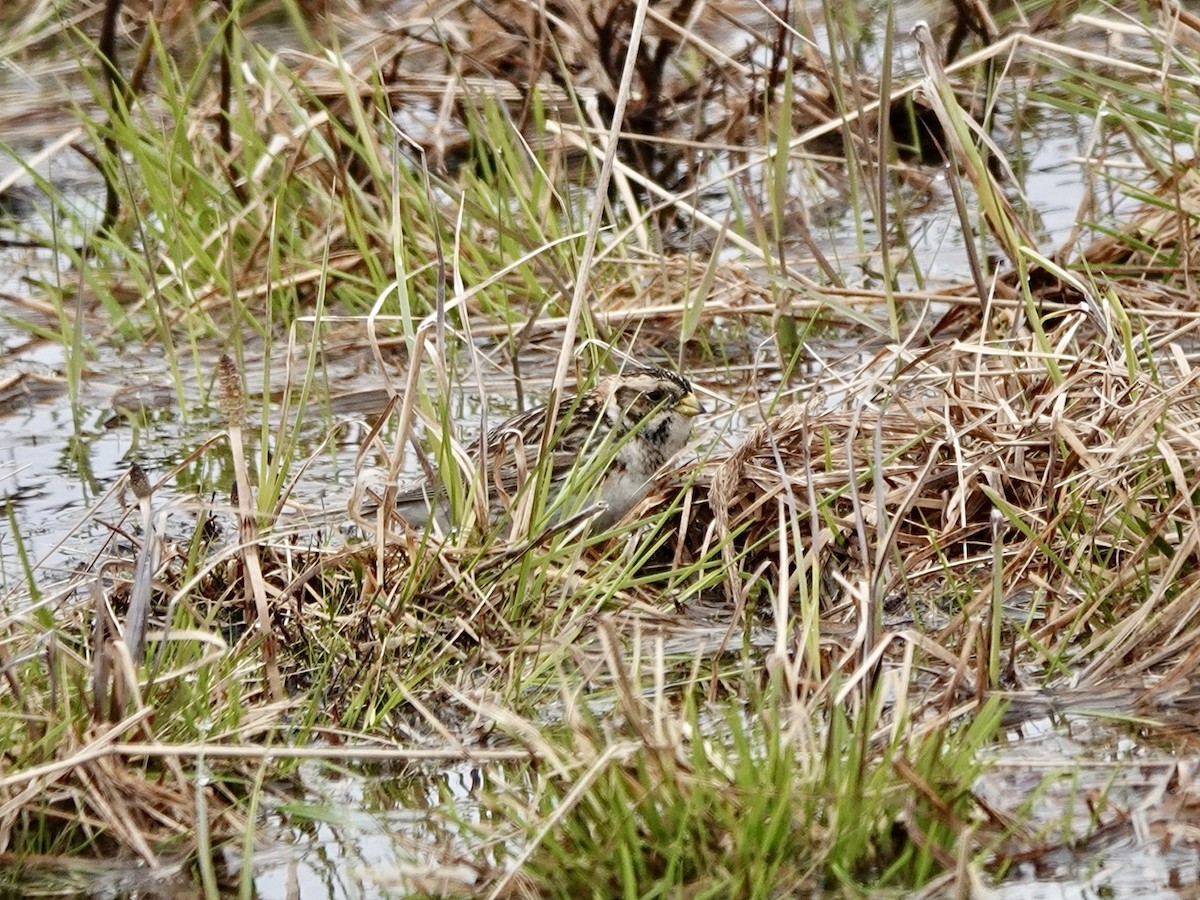 Lapland Longspur - ML620185223