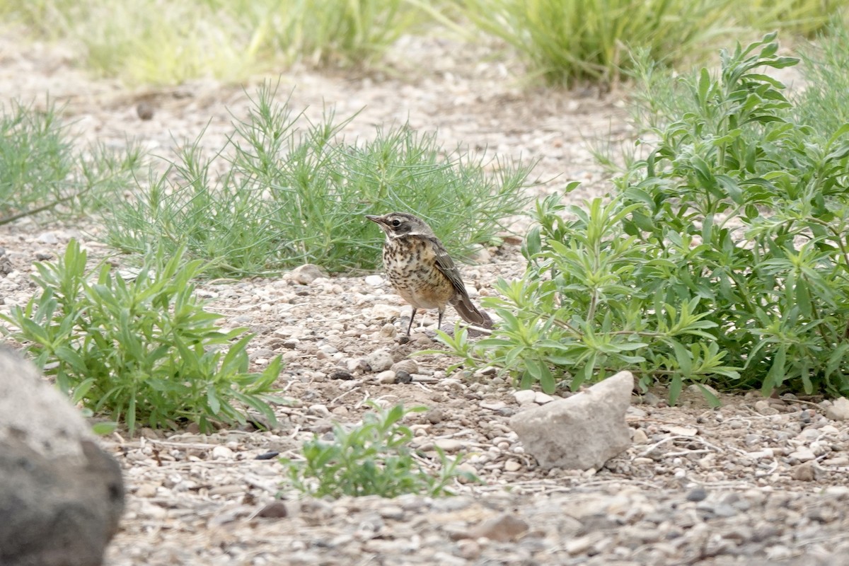 American Robin - ML620185243