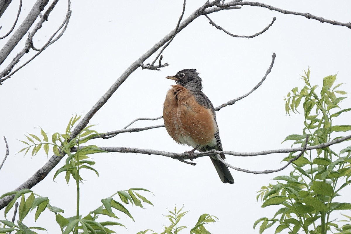 American Robin - Bob Greenleaf