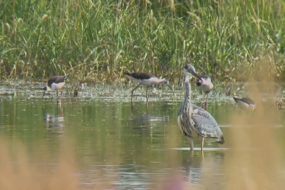 Black-winged Stilt - ML620185248