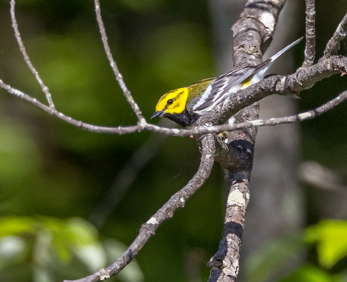 Black-throated Green Warbler - ML620185258