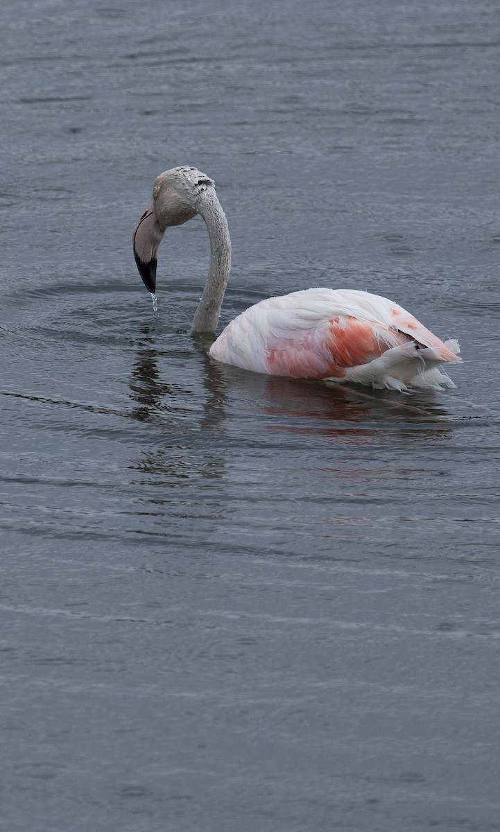 Розовый фламинго - ML620185259