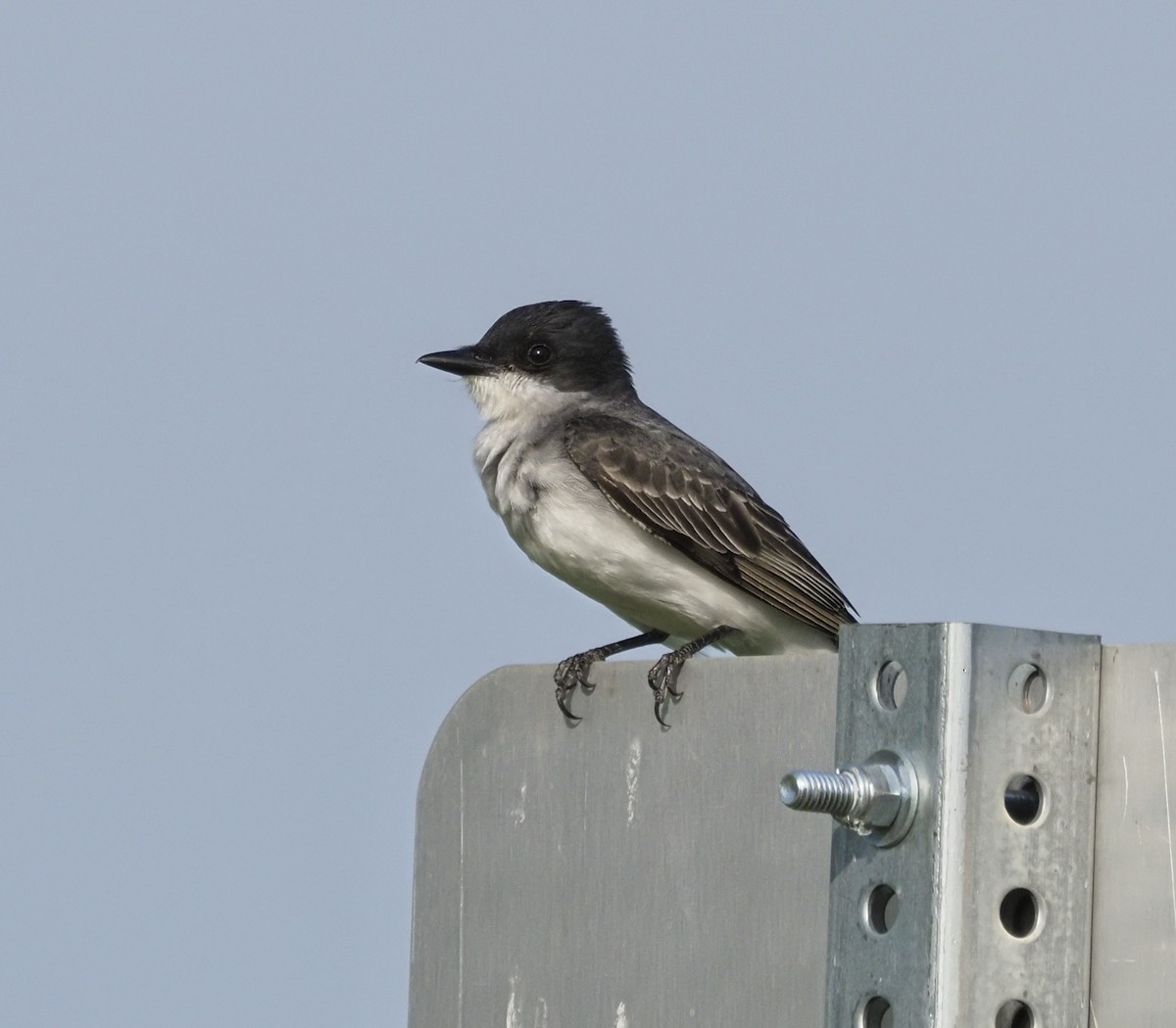 Schieferrücken-Königstyrann - ML620185262