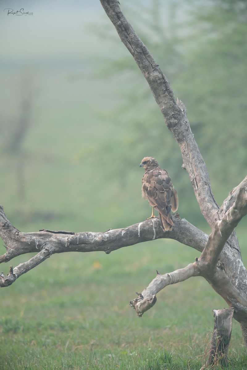 Western Marsh Harrier - ML620185269