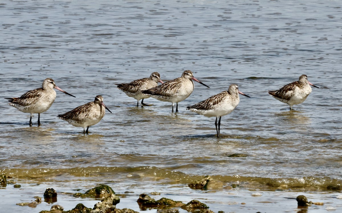 Bar-tailed Godwit - ML620185271