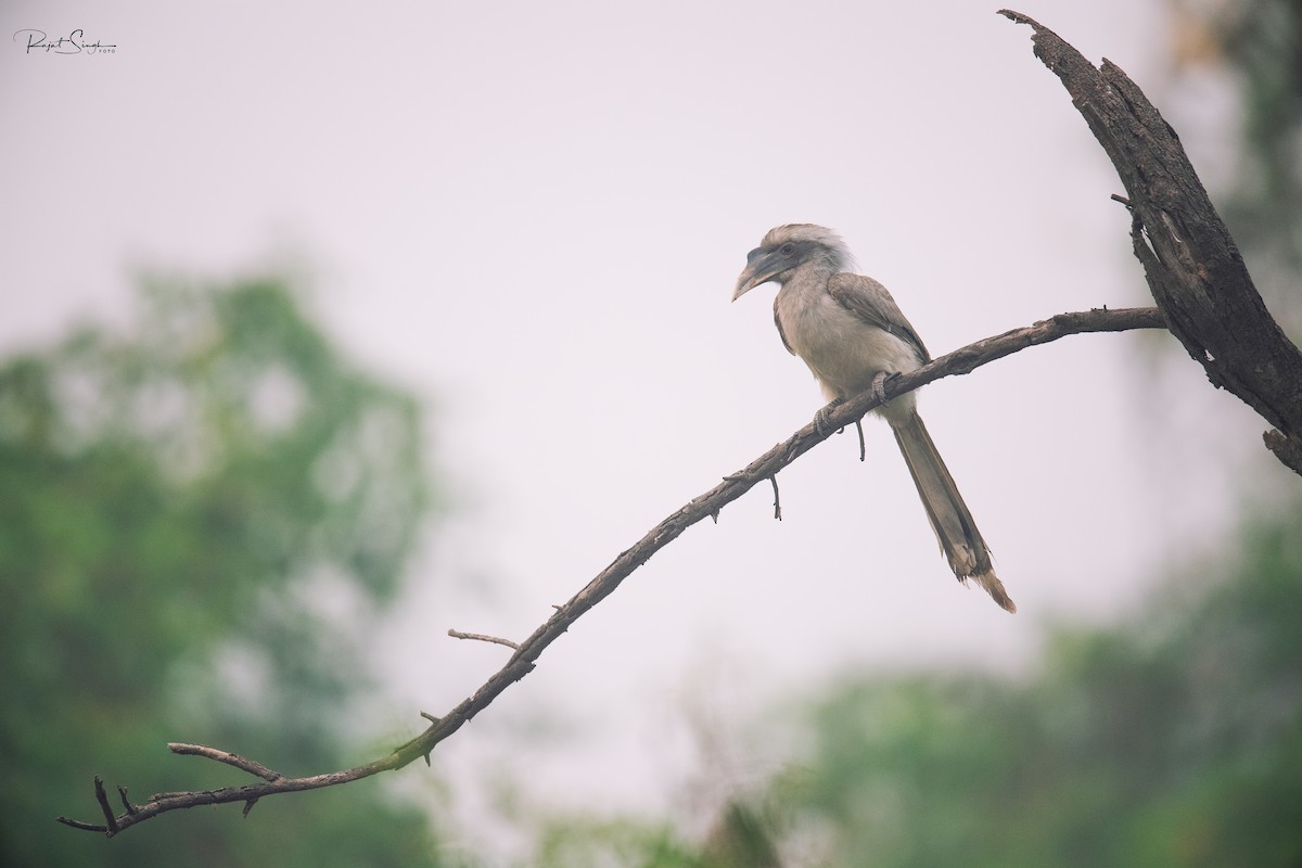 Indian Gray Hornbill - ML620185274