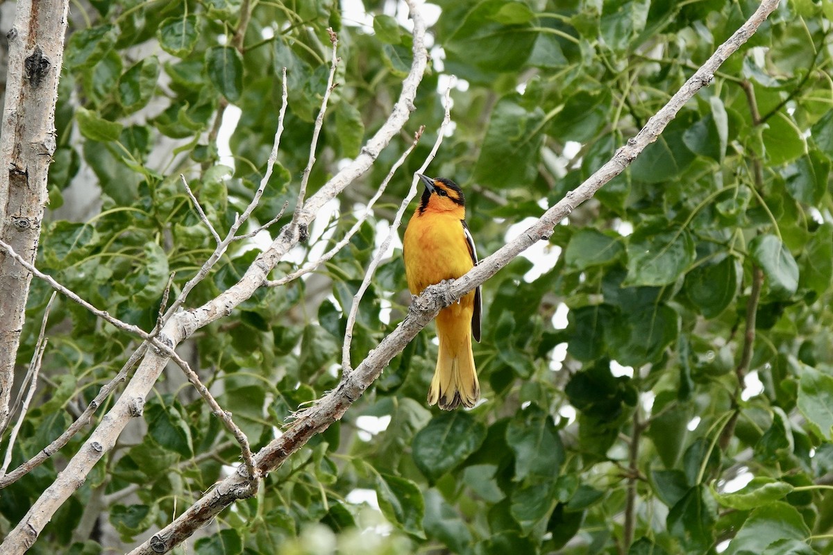 Bullock's Oriole - ML620185275