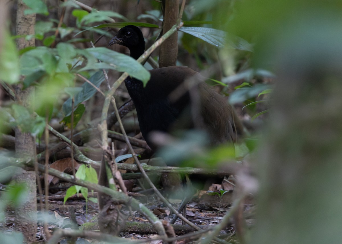 Dark-winged Trumpeter (Dusky-backed) - ML620185278