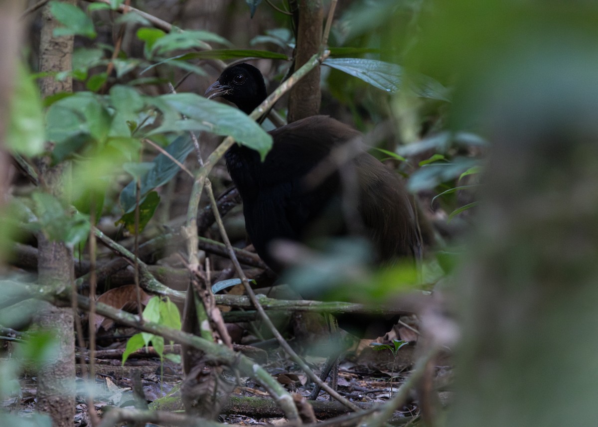 Dark-winged Trumpeter (Dusky-backed) - ML620185279