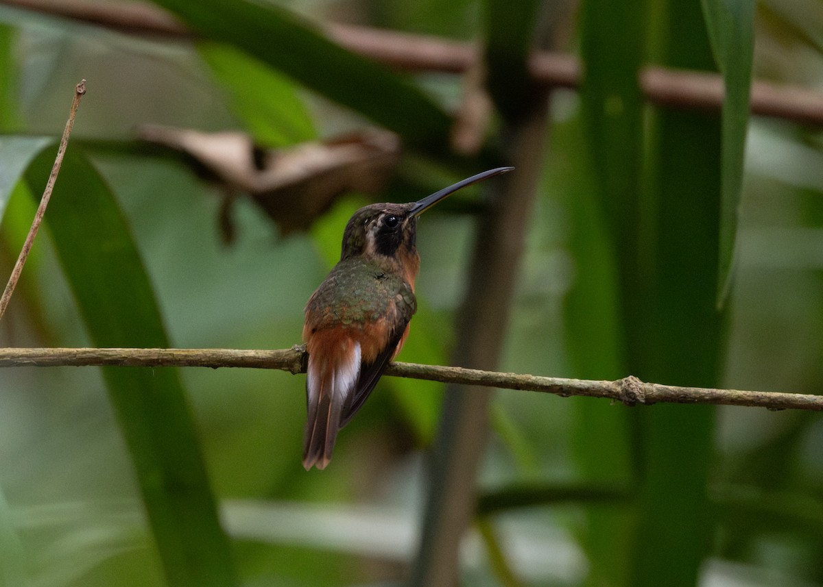 Ermite du Tapajos - ML620185285