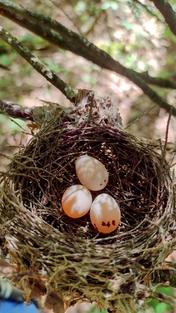 Acadian Flycatcher - ML620185298