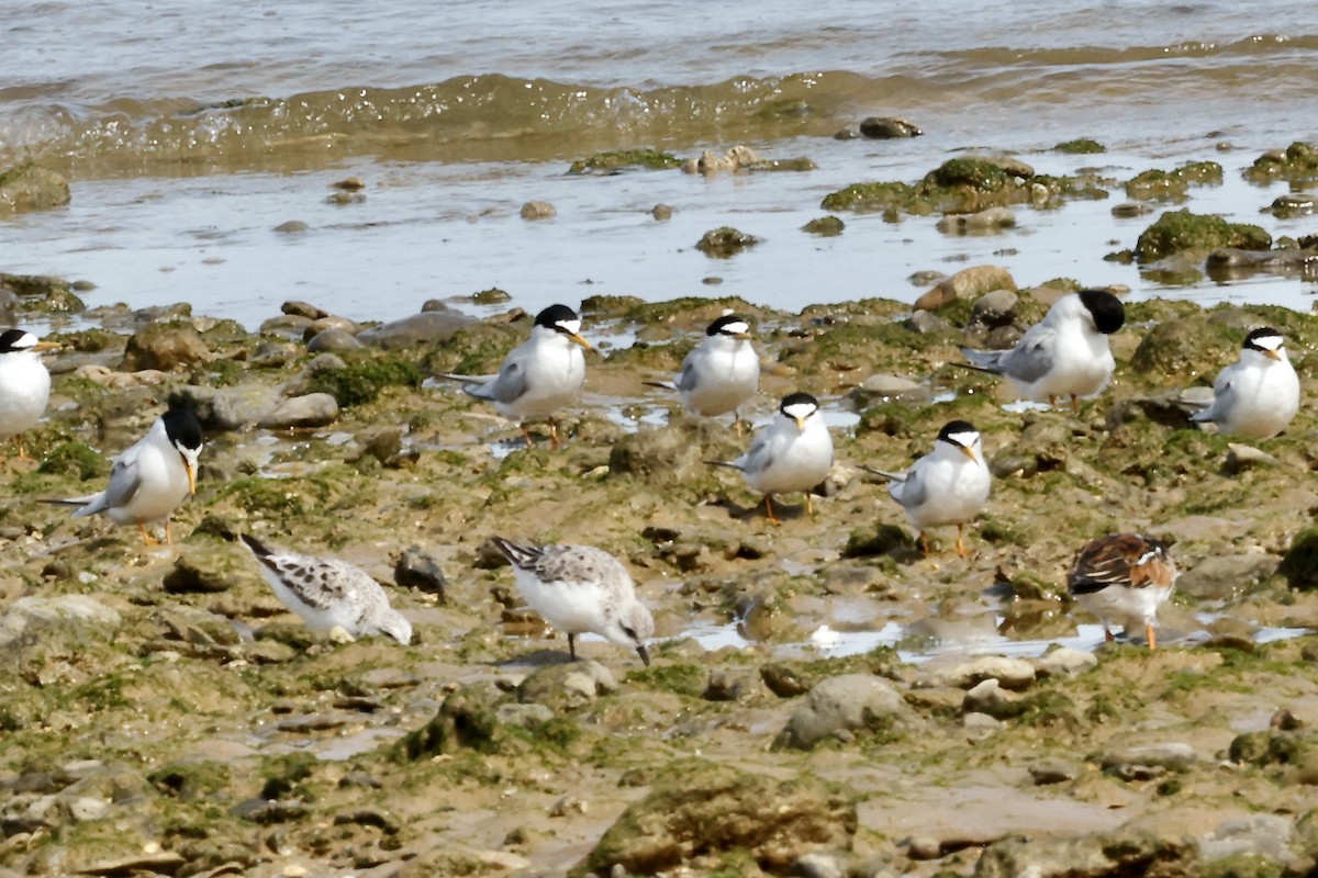 Little Tern - ML620185299