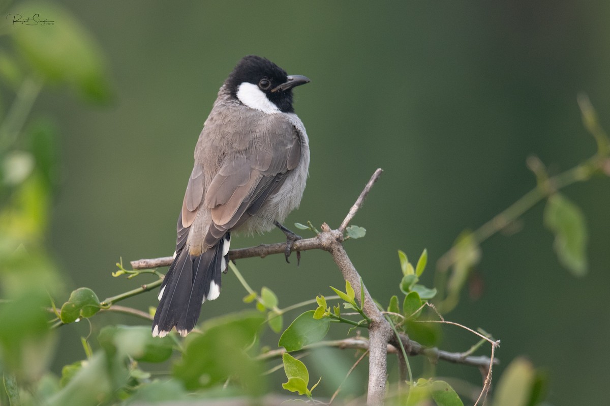 bulbul bělouchý - ML620185302