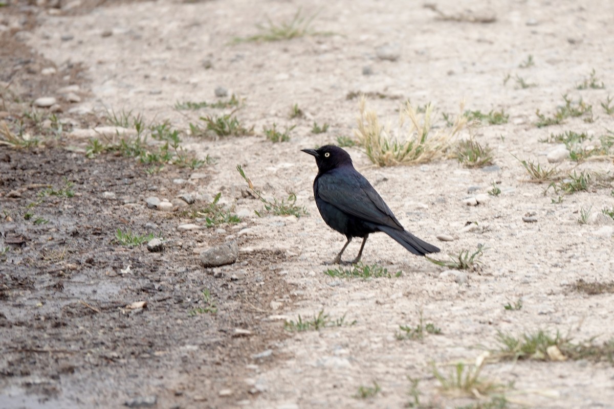 Brewer's Blackbird - ML620185304