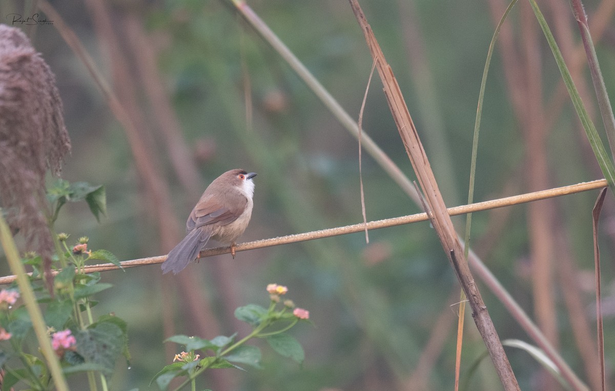 Yellow-eyed Babbler - ML620185307