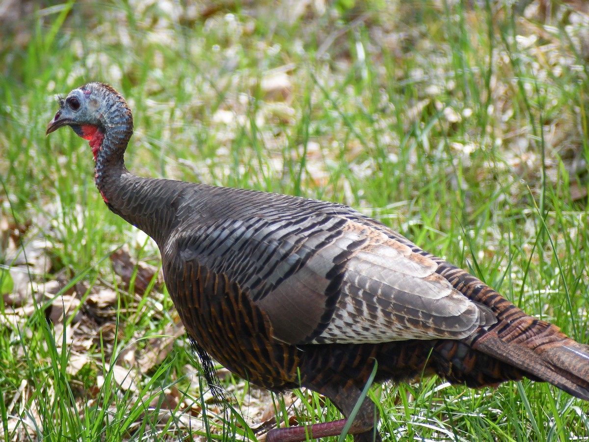 Wild Turkey - ML620185309