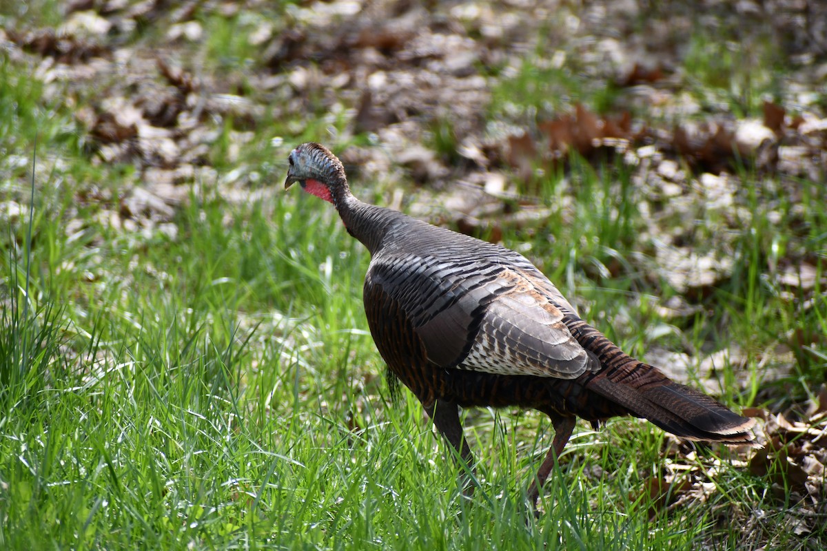 Wild Turkey - ML620185310