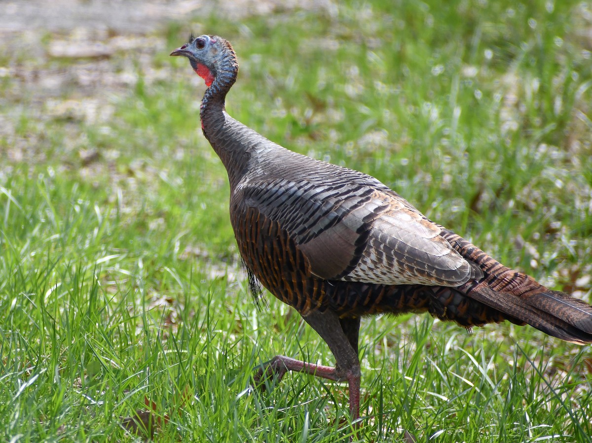 Wild Turkey - ML620185311