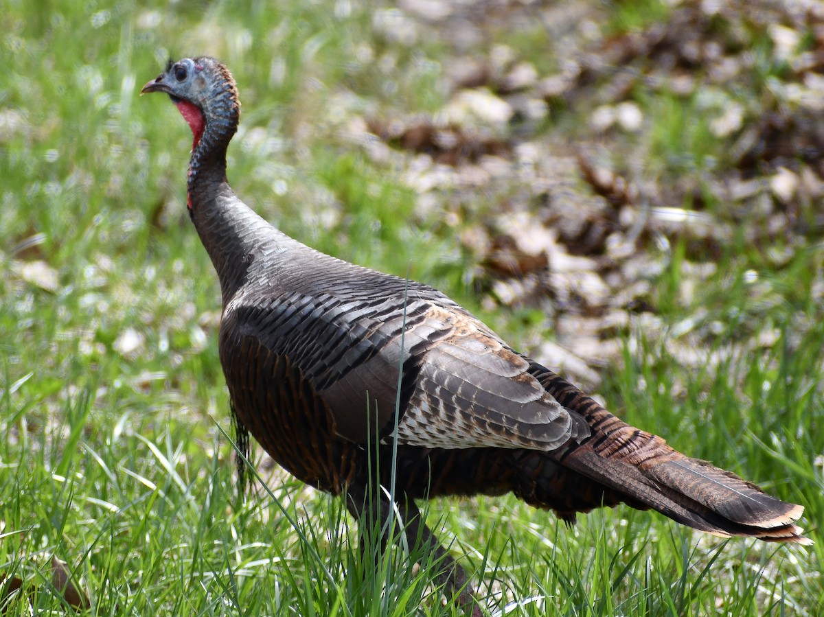 Wild Turkey - ML620185313