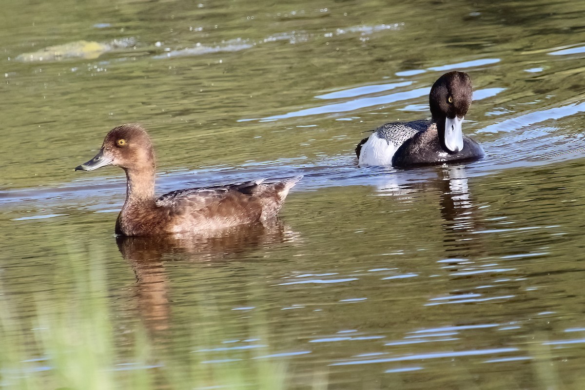 Lesser Scaup - ML620185315