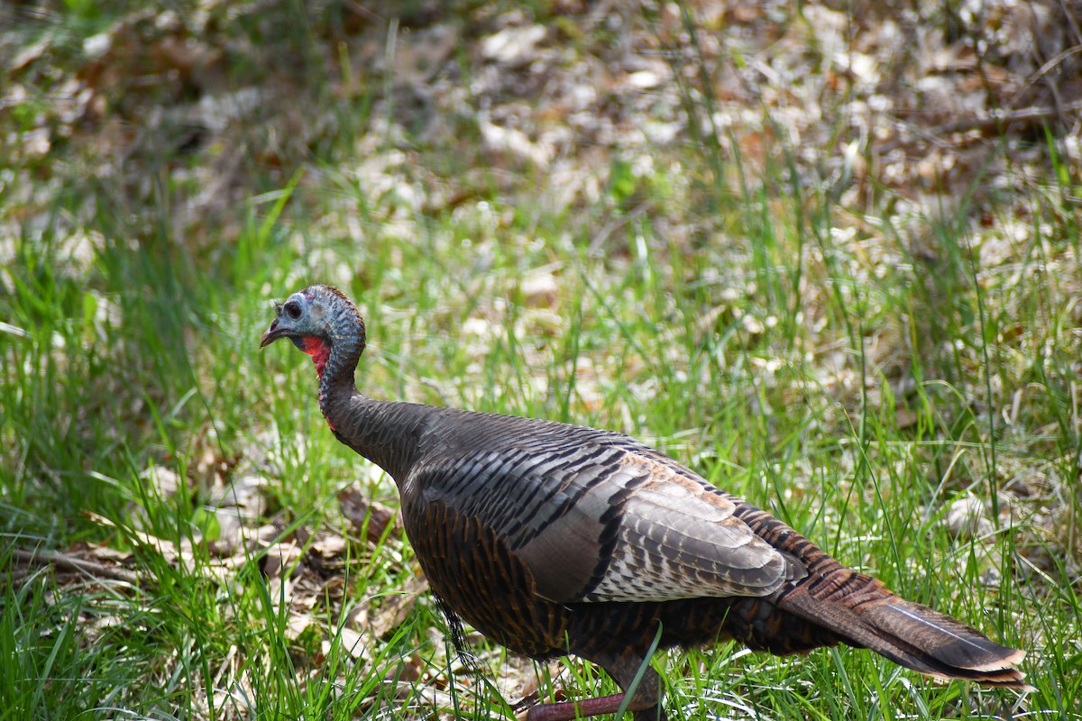 Wild Turkey - ML620185316