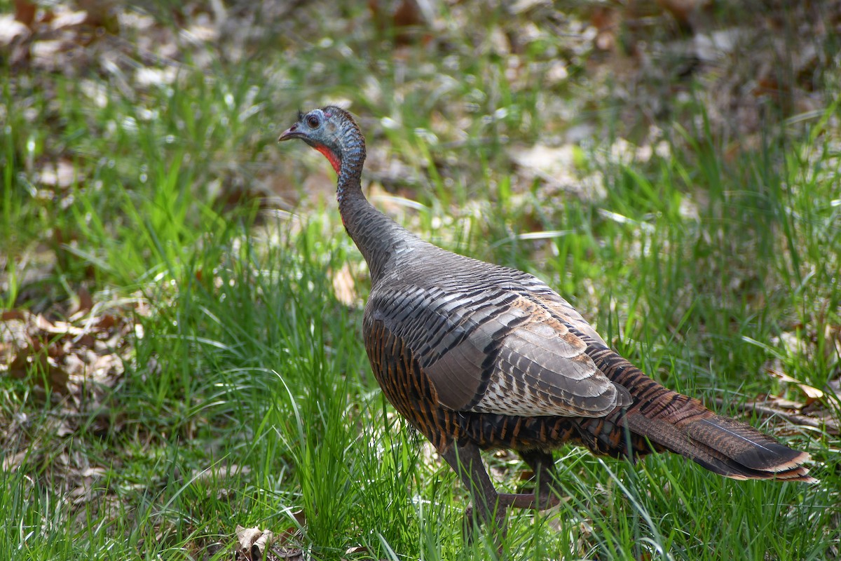 Wild Turkey - ML620185318