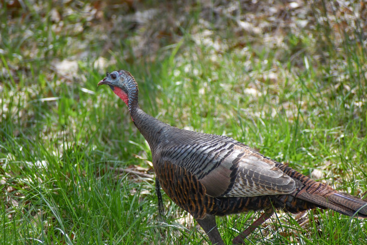 Wild Turkey - ML620185321