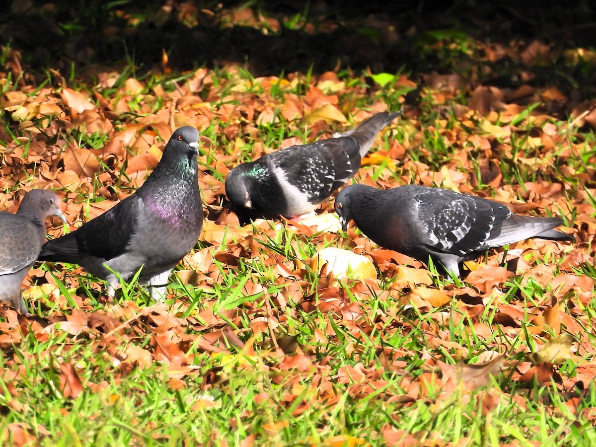 Pigeon biset (forme domestique) - ML620185322