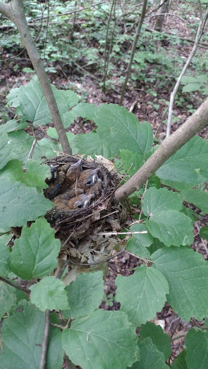 Wood Thrush - ML620185328