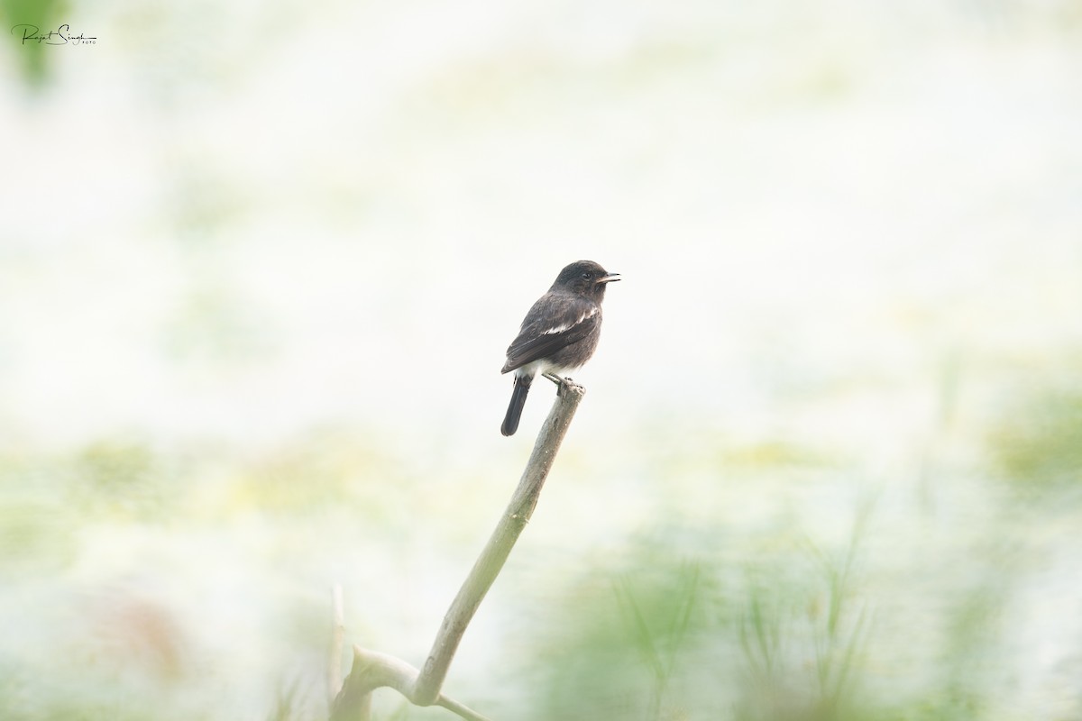 Pied Bushchat - ML620185330