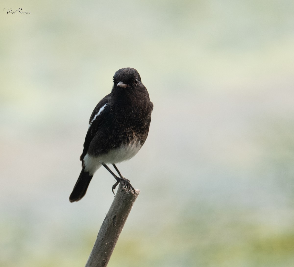 Pied Bushchat - ML620185331