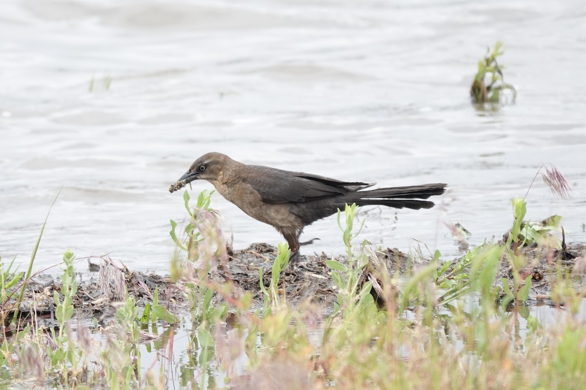 Great-tailed Grackle - ML620185332