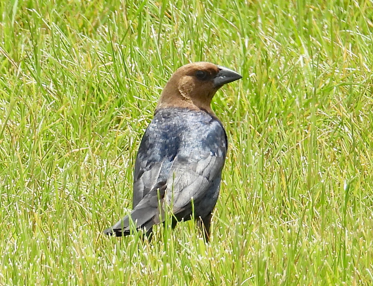 Brown-headed Cowbird - ML620185341