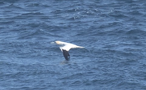 Northern Gannet - ML620185344