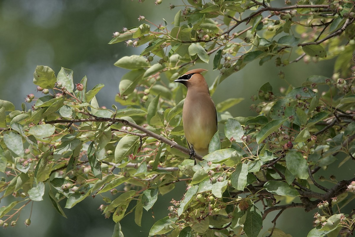 Cedar Waxwing - ML620185346