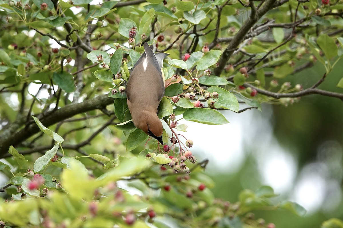 Cedar Waxwing - ML620185347