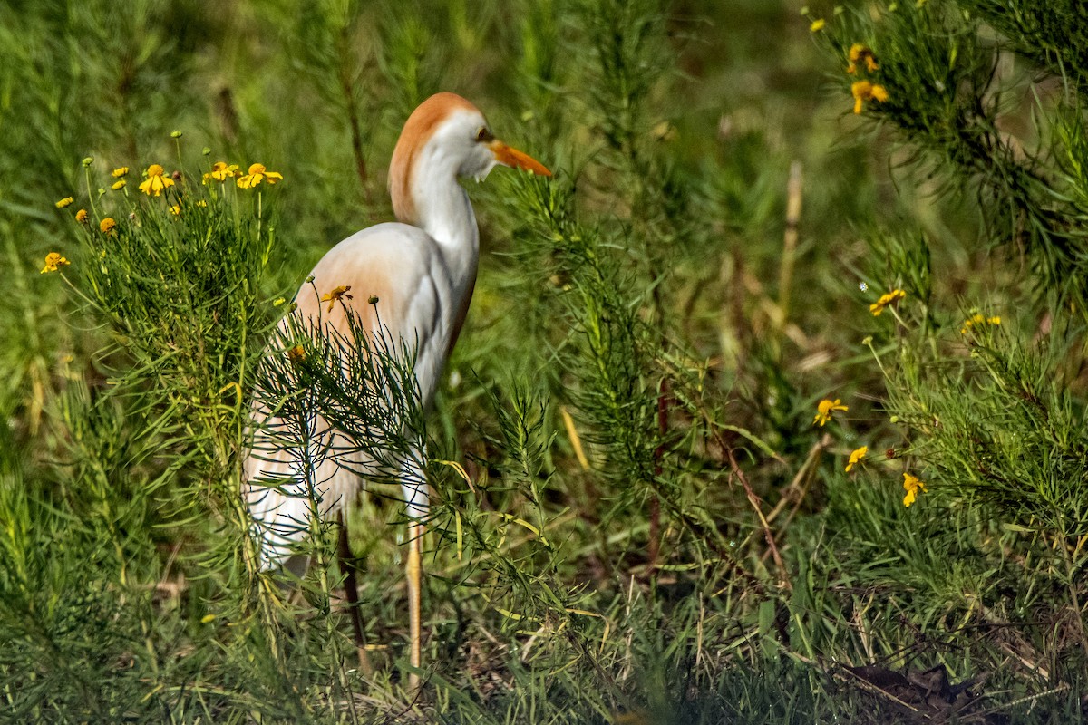 Western Cattle Egret - ML620185351