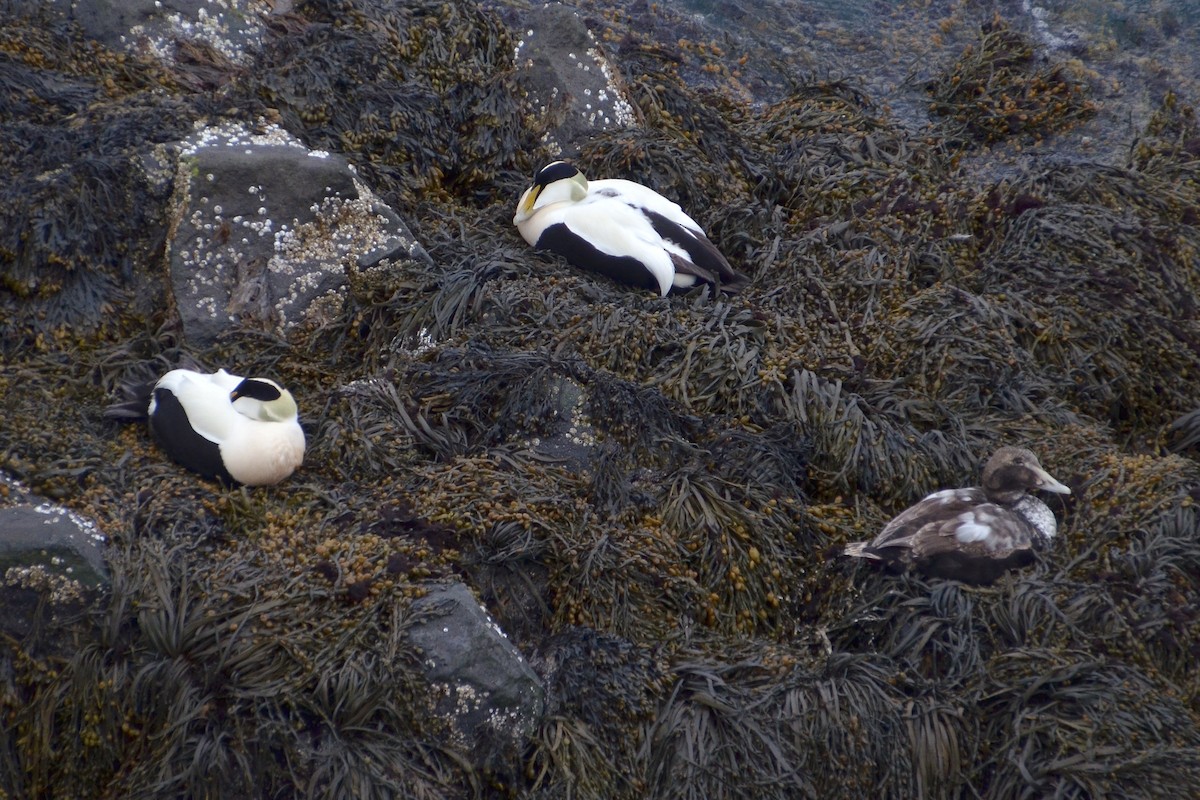 Common Eider - ML620185353