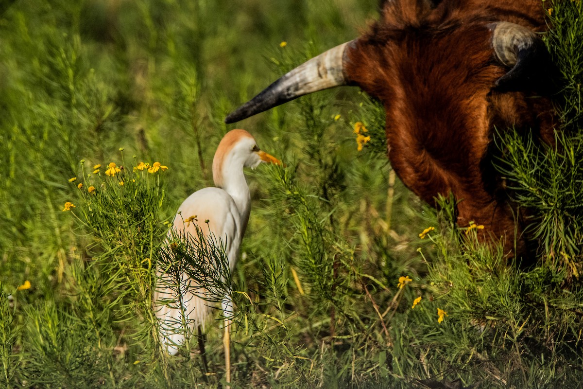 Western Cattle Egret - ML620185354