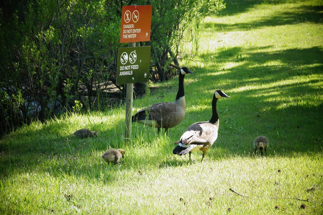 Canada Goose - ML620185356