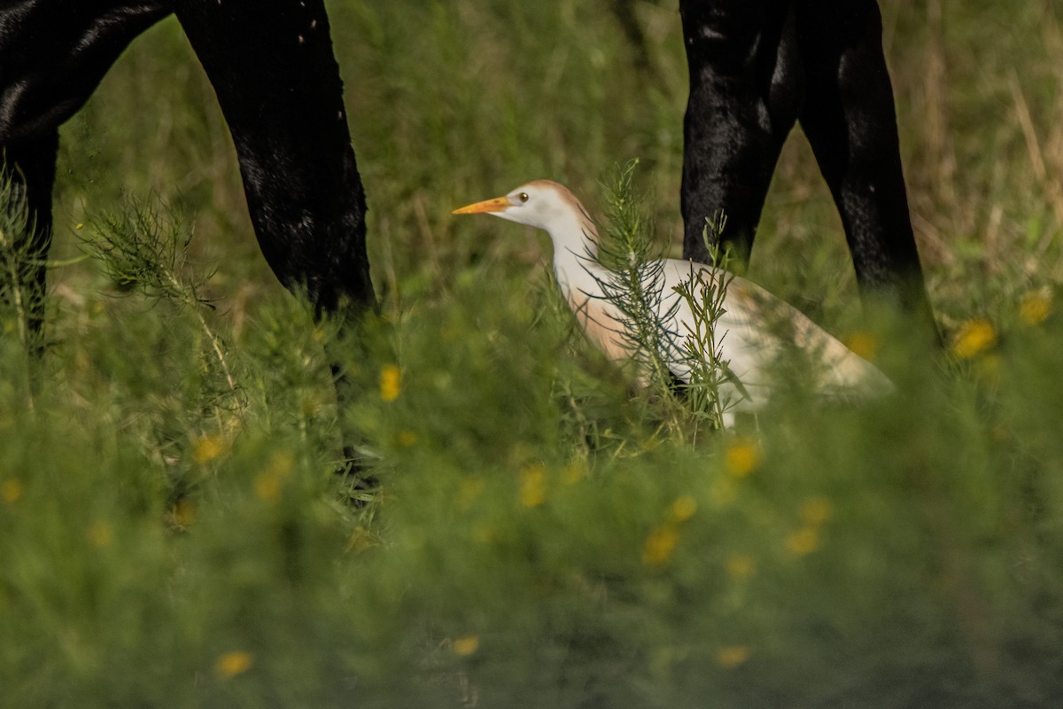 Western Cattle Egret - ML620185360