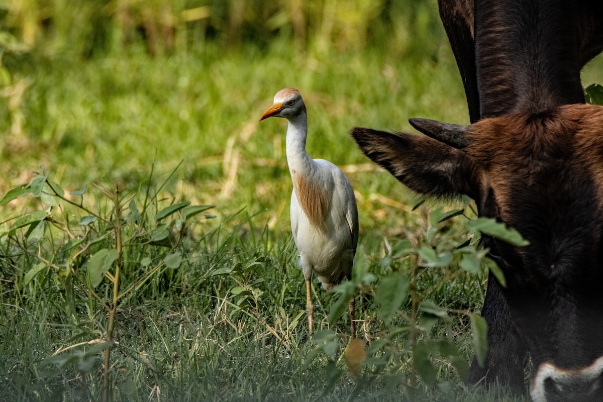 Чапля єгипетська (підвид ibis) - ML620185362