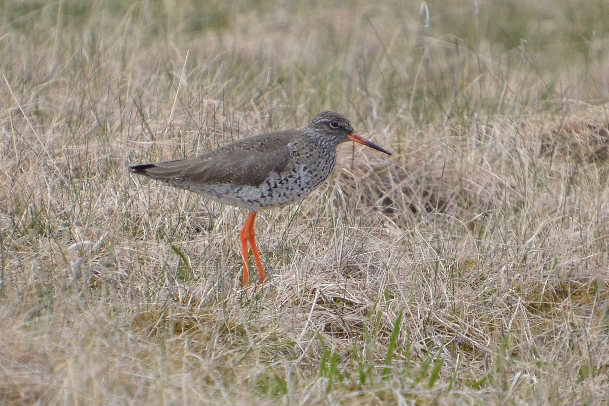 Common Redshank - ML620185363